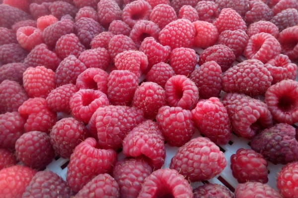 Продажа ягодного хозяйства по выращиванию органической клубники и малины в Киевской области